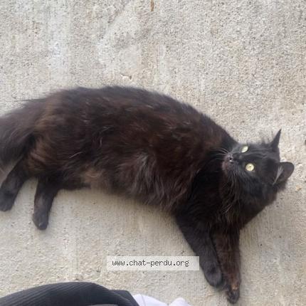 Foto 1/1 Ruby Chat perdido en Chaban