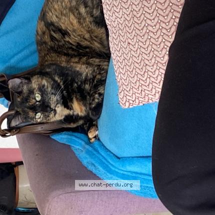 Foto 1/1 Tixie Chat perdido en Branne