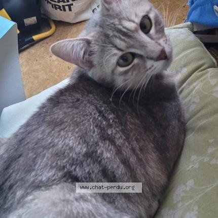 Foto 1/1 Nala Chat perdido en Seclin