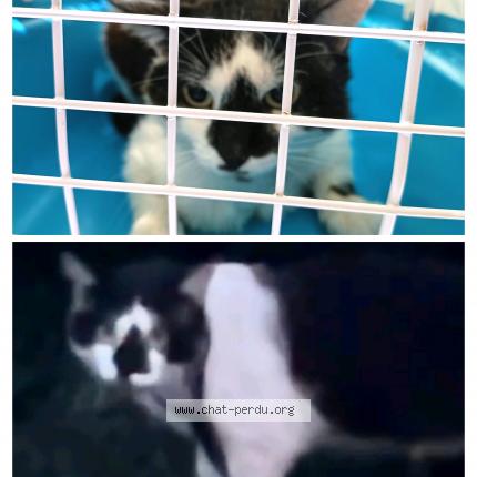 Foto 1/1 Titi - Krema Chat perdido en Saint symphorien d ozon