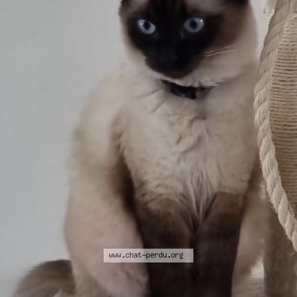 Foto 1/1 Melissa Chat perdido en Meyzieu