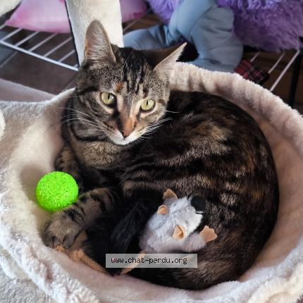 Foto 1/1 Jade Chat perdido en Cholet