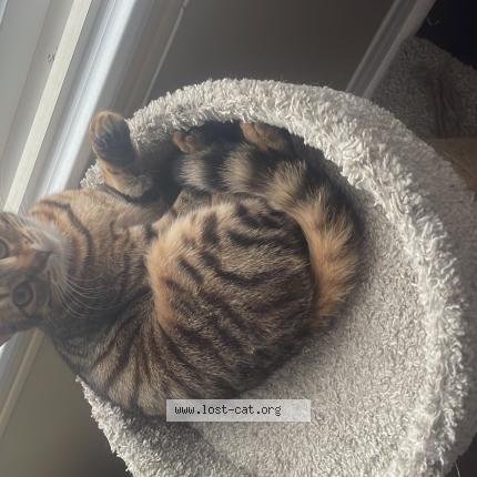 Foto 1/1 Selma Cakal Chat perdido en Brampton