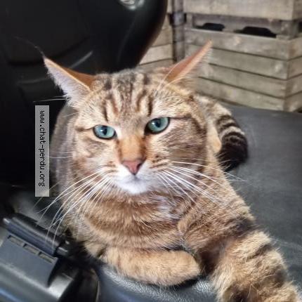 Foto 1/1 Uno Chat perdido en Alouis