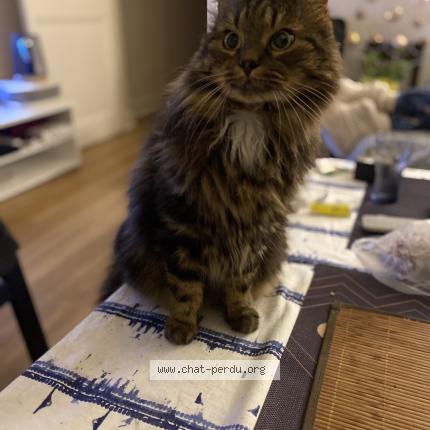 Foto 1/1 Tigroo Chat perdido en Montigny le bretonneux