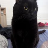 Foto del gato perdido en Buchy