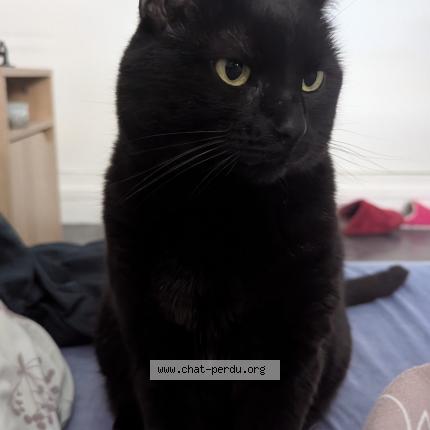 Foto 1/1 Yennefer Chat perdido en Buchy