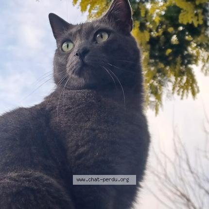 Foto 1/1 Albus Chat perdido en Toulouse