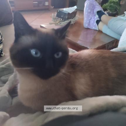 Foto 2/3 Mimie Chat perdido en Saint remy de maurienne