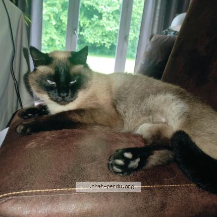 Foto 3/3 Mimie Chat perdido en Saint remy de maurienne