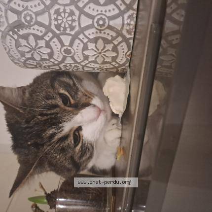 Foto 1/1 Laurent FOUCAULT Chat perdido en Bu