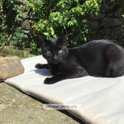 Foto 1/1 Masha Chat perdido en Jobourg