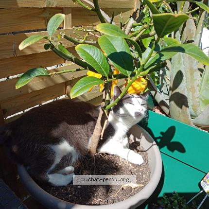 Foto 1/1 Juliette Chat perdido en Villenave d ornon