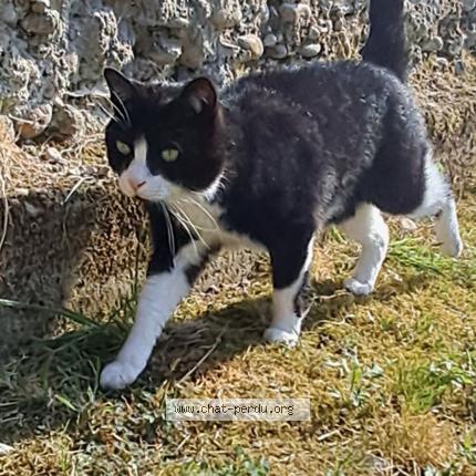 Foto 1/1 Birdy Chat perdido en Montseveroux