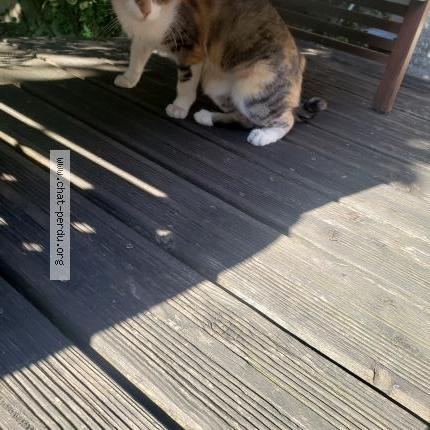 Foto 1/2 Gato encontrado Encontrado en Epinay sur seine