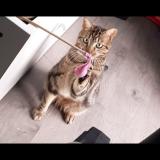 Foto del gato perdido en La Talaudiere