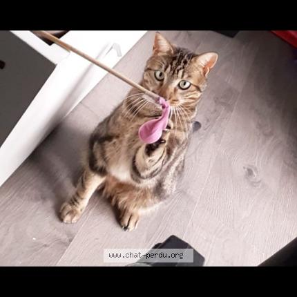 Foto 1/1 Salto Chat perdido en La talaudiere