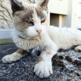 Foto del gato perdido en Reze