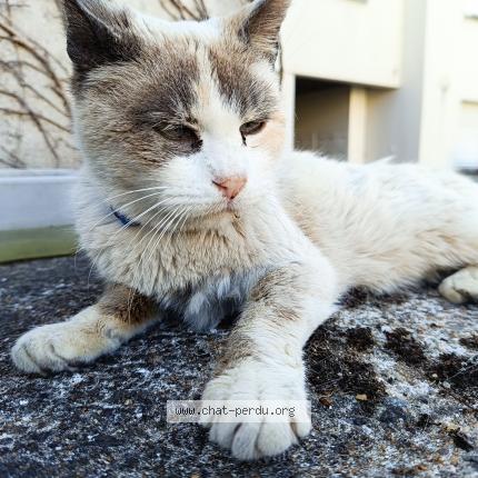 Foto 1/1 Minette Chat perdido en Reze