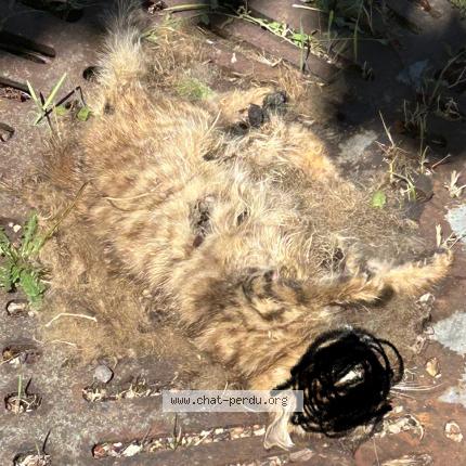 Foto 1/1 Gato encontrado Encontrado en Olivet