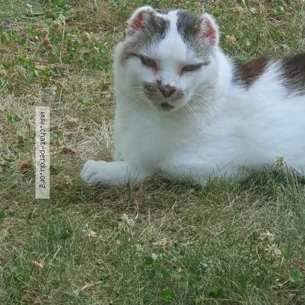 Foto 1/1 Arsouille Chat perdido en Bernin