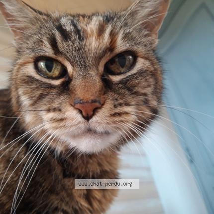 Foto 1/1 Mara Chat perdido en Mondonville