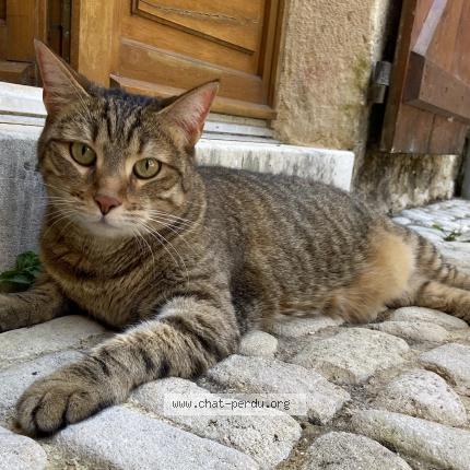 Foto 1/1 LILI Chat perdido en Lherm