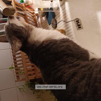 Foto 1/1 Moustache Chat perdido en Clermont ferrand