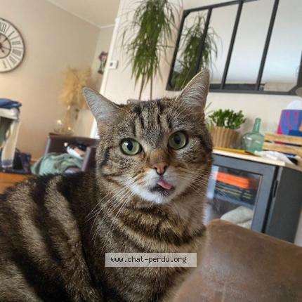 Foto 1/1 Minouchon ou rio Chat perdido en Saint usage