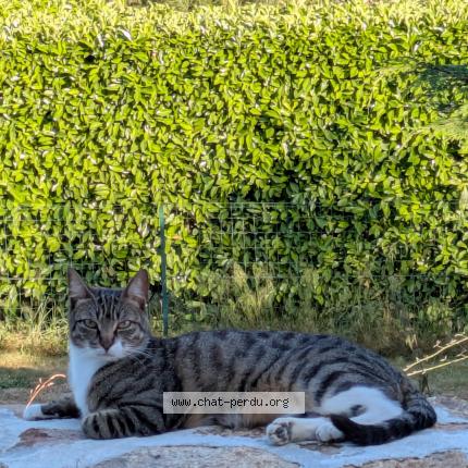 Foto 1/1 Ulan Chat perdido en Ajain