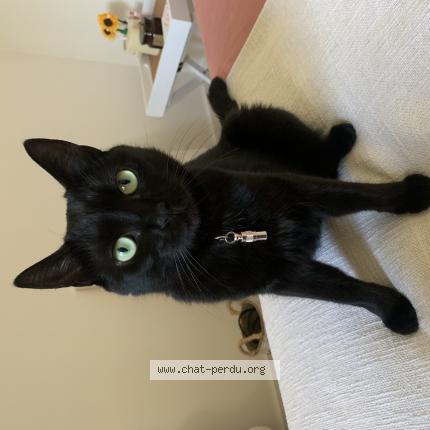 Foto 1/1 Joy Chat perdido en Gorbio