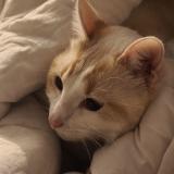 Foto del gato perdido en Don