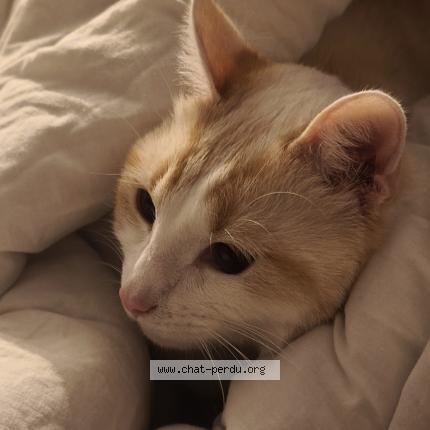 Foto 1/1 Uber Chat perdido en Don