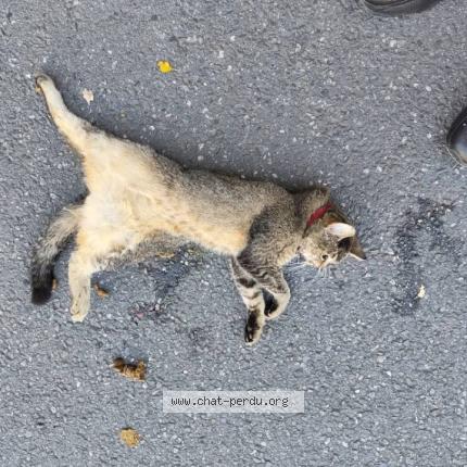 Foto 1/1 Gato encontrado Encontrado en Rennes
