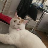 Foto del gato perdido en Montauban