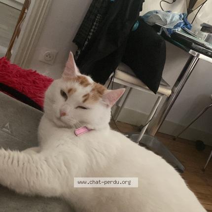 Foto 1/2 Oasis Chat perdido en Montauban