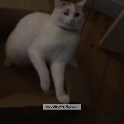 Foto 2/2 Oasis Chat perdido en Montauban