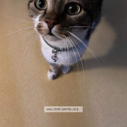 Foto 1/1 Tiana Chat perdido en Warluis