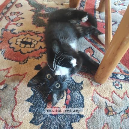 Foto 1/1 Gato encontrado Encontrado en Pleumeur bodou