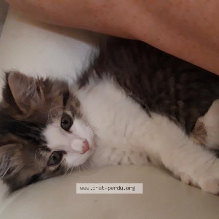 Foto 1/1 Gato encontrado Perdido en Creuzier le vieux