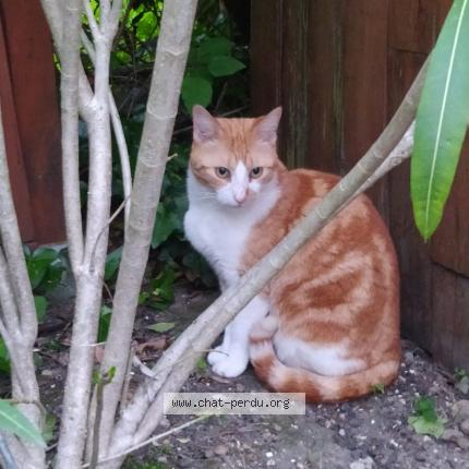Foto 1/1 Titi Chat perdido en Cenon