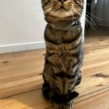 Foto del gato perdido en Epinay Sur Seine