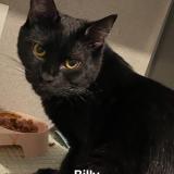 Foto del gato perdido en Gagny