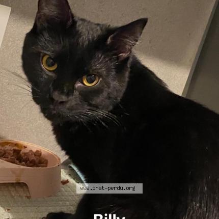 Foto 1/1 Billy Chat perdido en Gagny