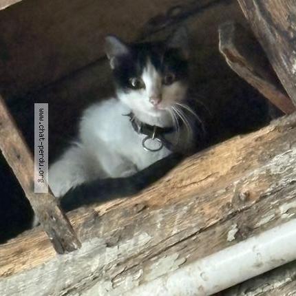 Foto 1/1 Gato encontrado Encontrado en Mulhouse