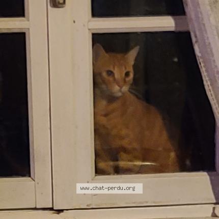 Foto 2/4 Gato encontrado Encontrado en Rignac