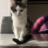 Foto del gato perdido en Mulhouse