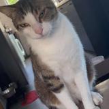 Foto del gato perdido en Seysses