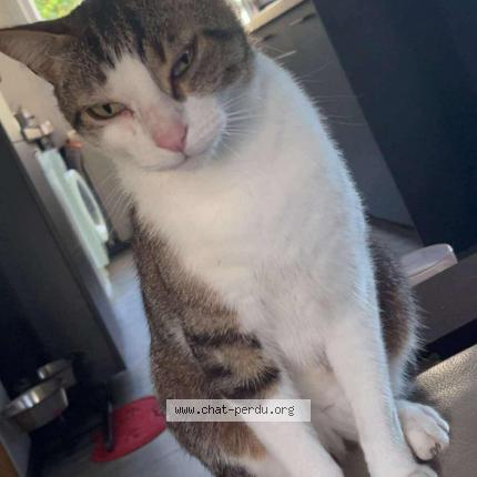 Foto 1/1 Pablo Chat perdido en Seysses