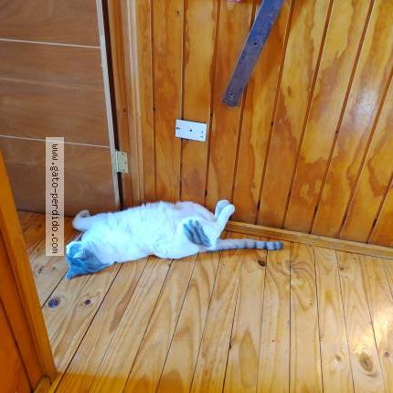 Foto 1/1 Enrique Chat perdido en Santiago